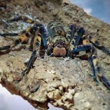 Heteropoda lunula - USMANTIS