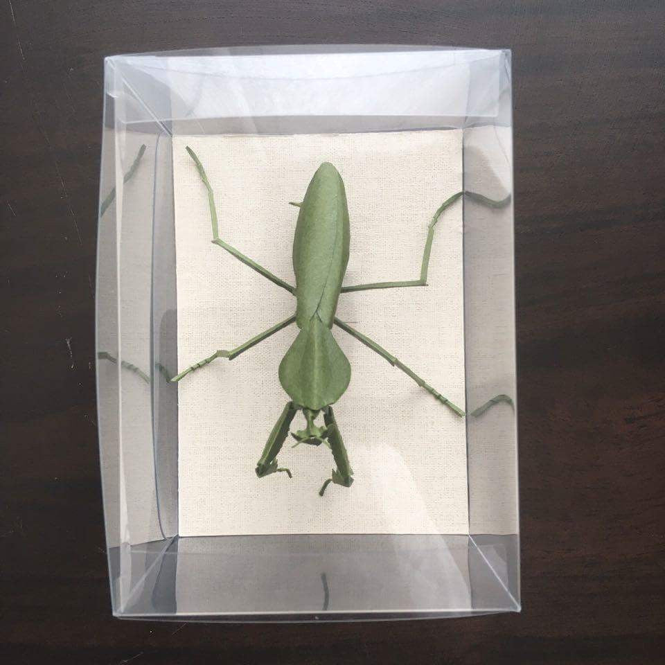 Paper insects - USMANTIS