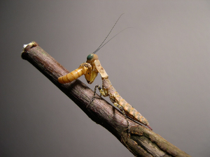 Tarachodula pantherina “Panther praying mantis” - USMANTIS