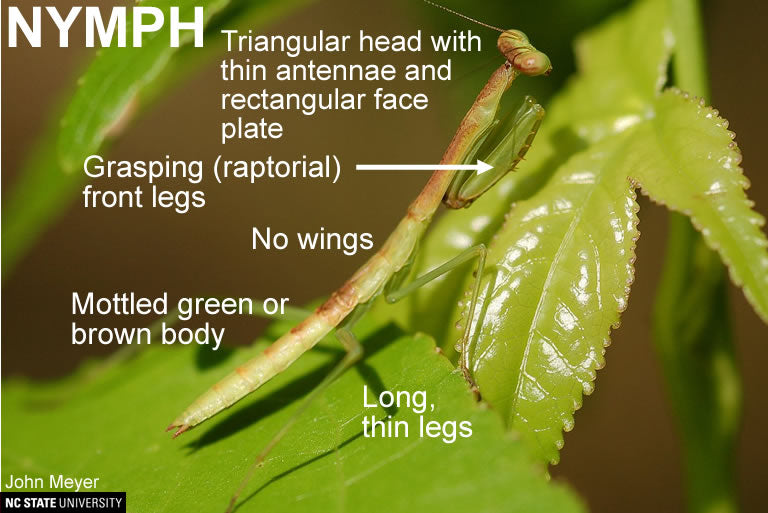 Chinese and and Carolina nymphs live - USMANTIS