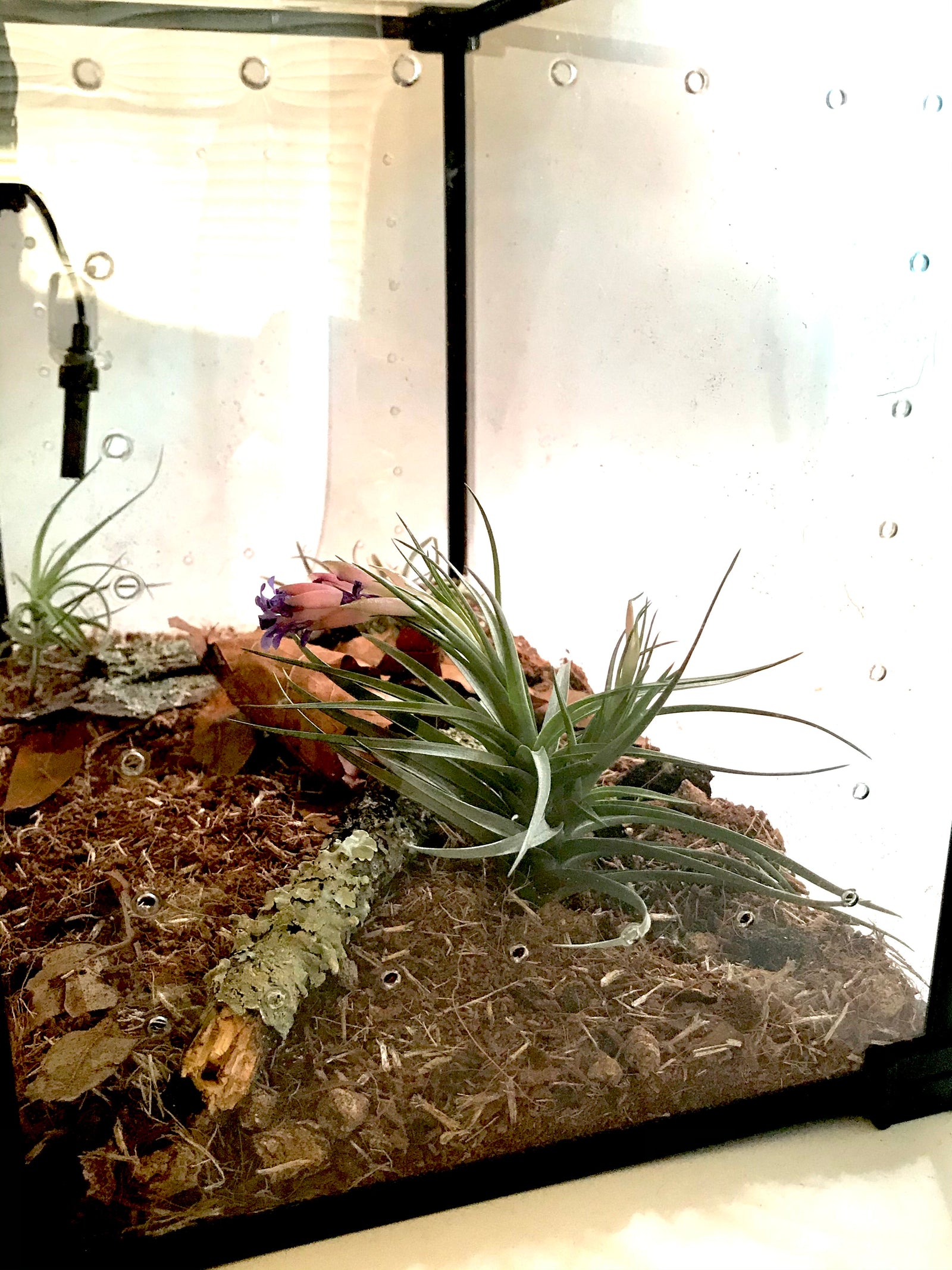 Ultimate Cribs Praying Mantis Invertebrates Habitat Bioactive Elite New! - USMANTIS