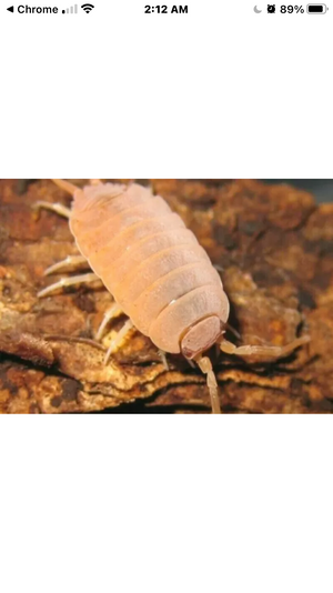 Porcellionides Pruinosus "Powder Orange" Isopods