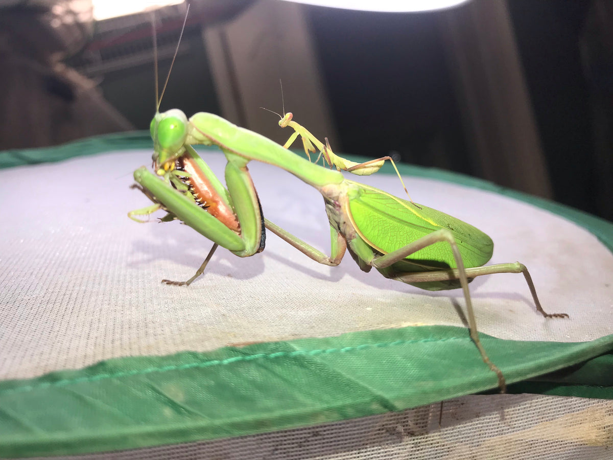 Rhombodera megaera Giant Thai praying mantis - USMANTIS