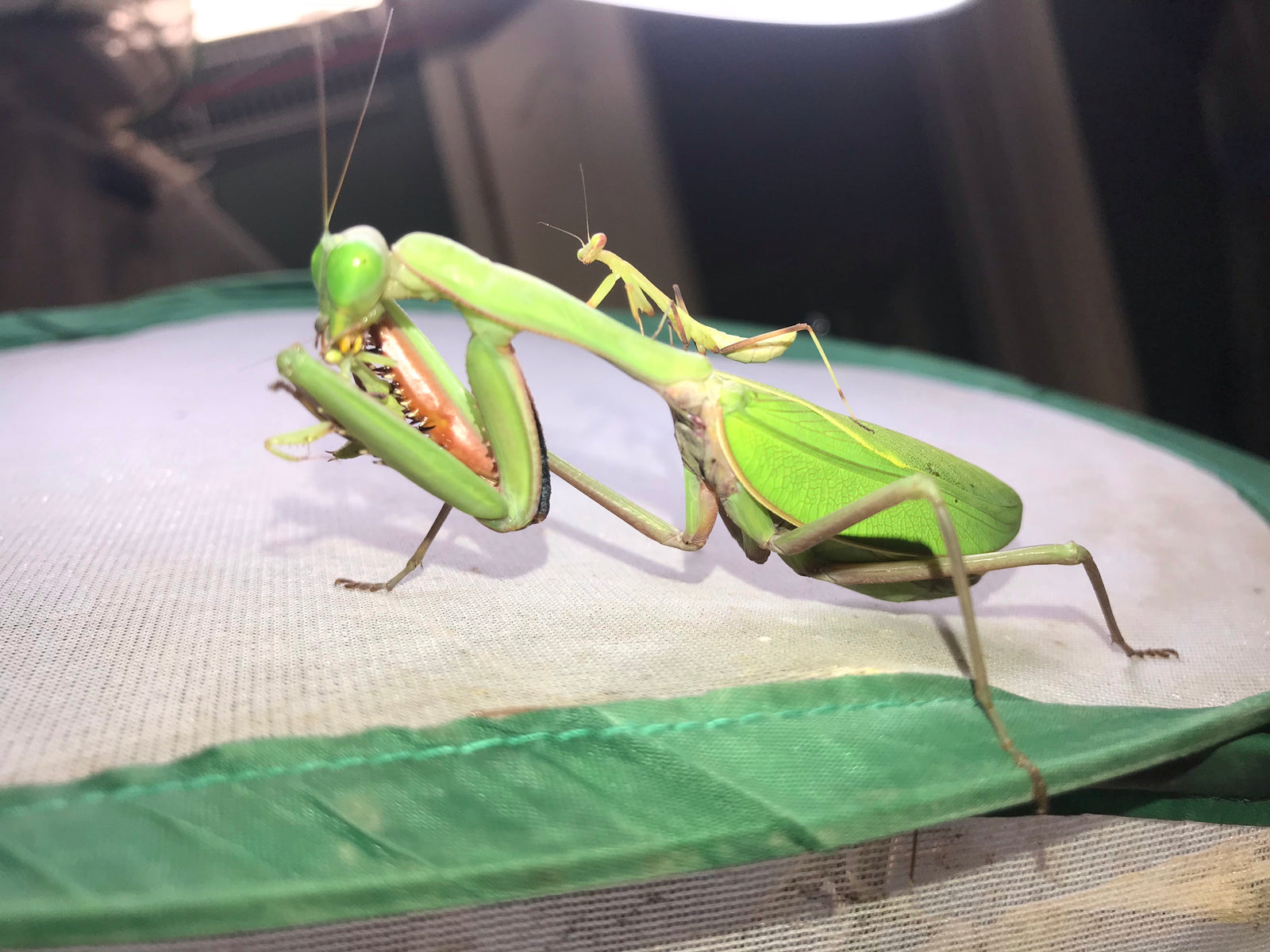 Rhombodera megaera Giant Thai praying mantis - USMANTIS