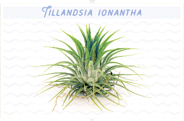 Planta de aire Tillandsia Ionantha