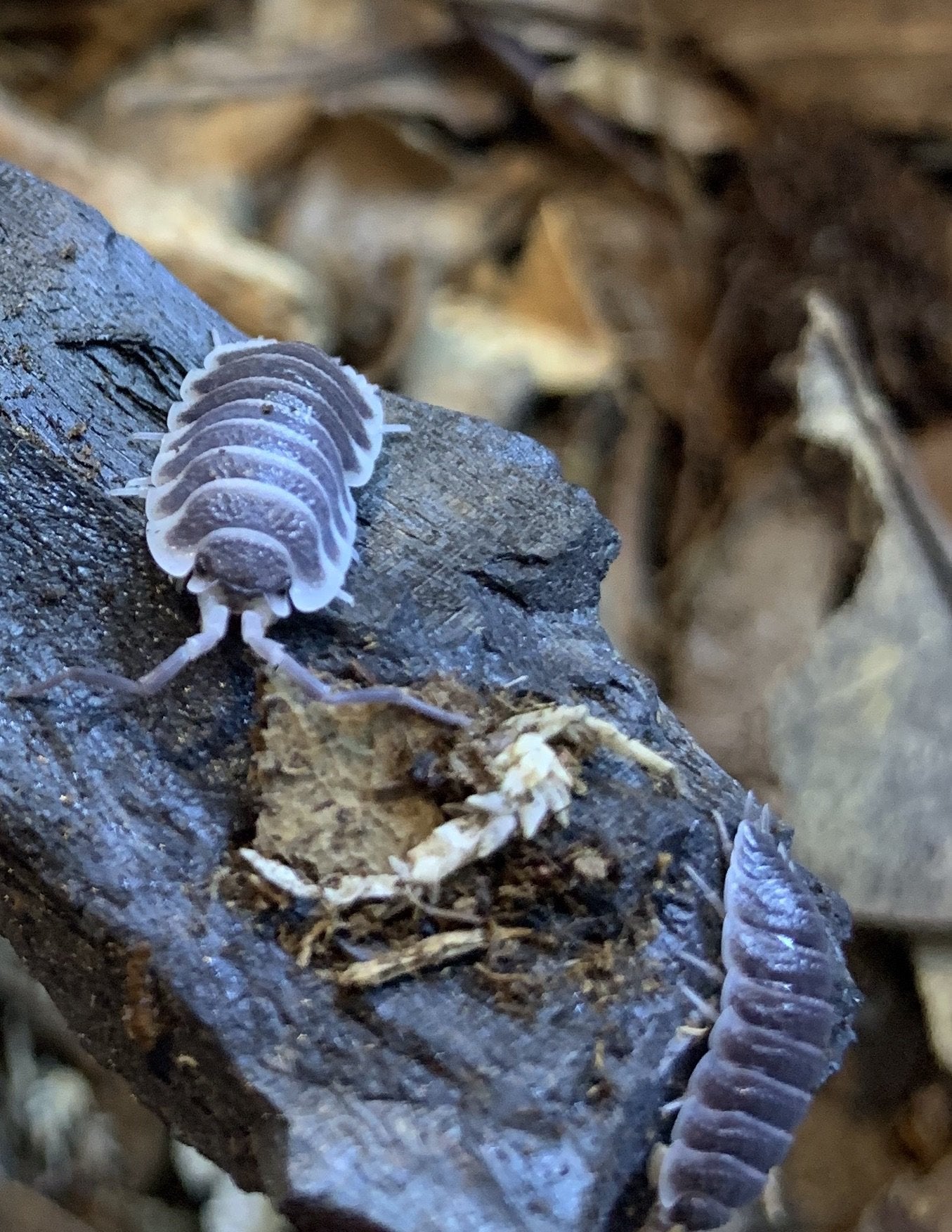 Porcellio hoffmanseggi - USMANTIS