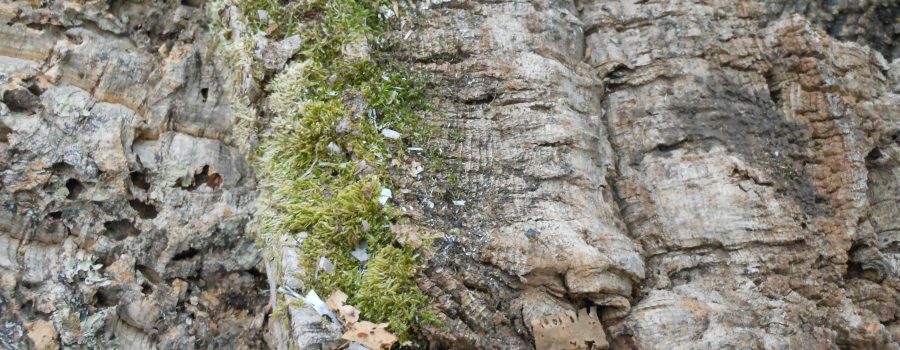 Live Oak Bark bioactive Harwood isopods - USMANTIS