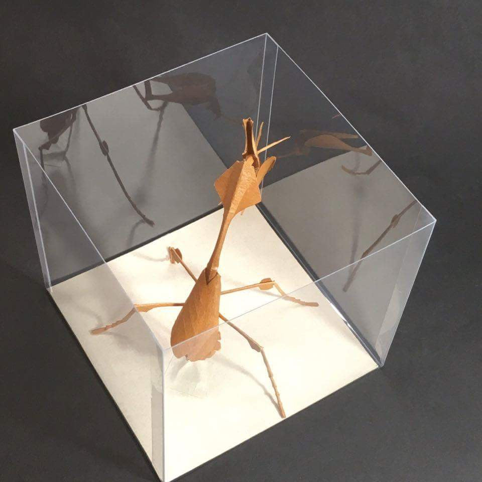 Paper insects - USMANTIS