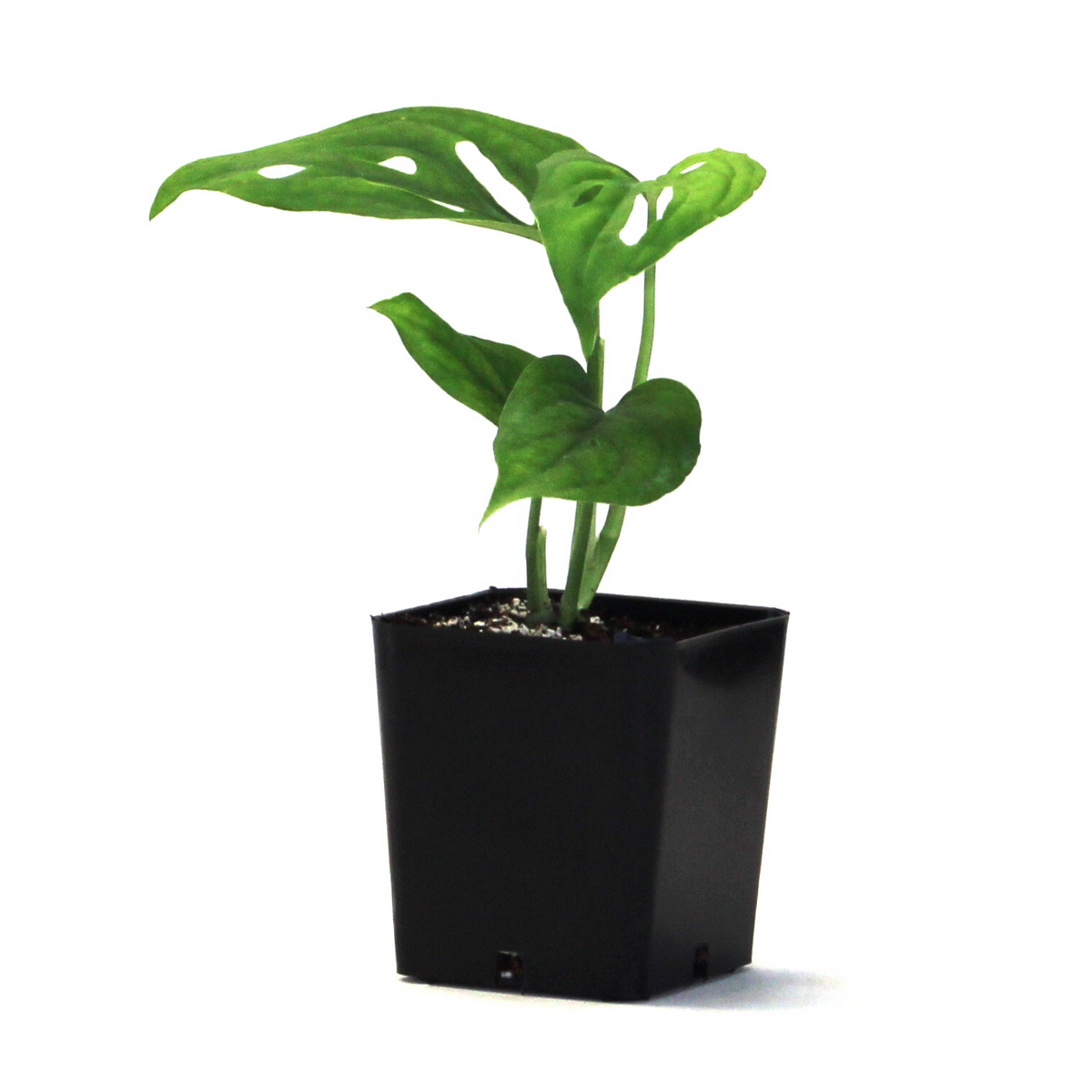Monstera adansonii, Swiss Cheese Plant - USMANTIS