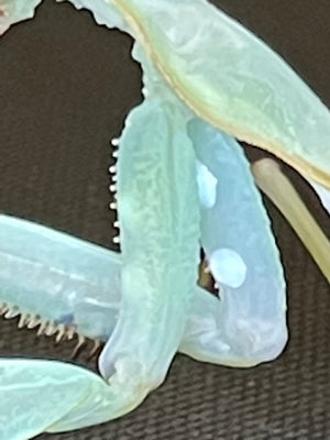 Hierodula species BLUE Papua Giant Stunning New Mantis Species