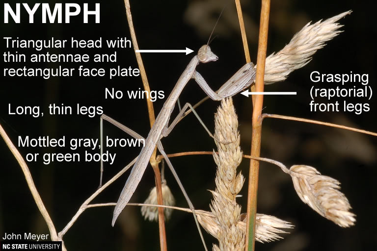 Basic Praying Mantis Kit - Egg Case ootheca - USMANTIS