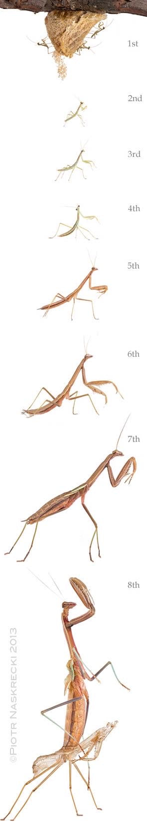 Sphodromantis lineola Giant African Mantis ooths and live - USMANTIS