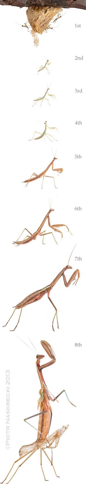 Sphodromantis lineola Mantis gigante africana con dientes y vida