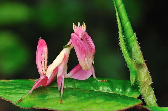 Hymenopus coronatus Orchid mantis lo - USMANTIS