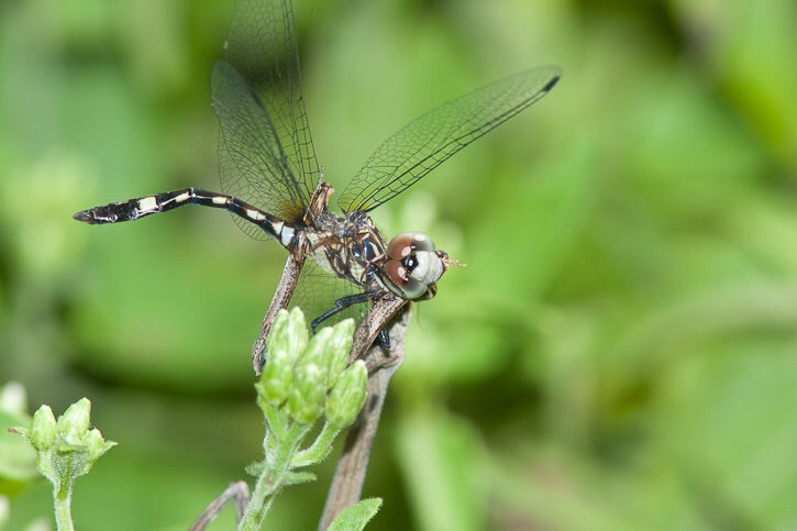 Phyllovates chlorophaea, with the common name Texas unicorn mantis, - USMANTIS