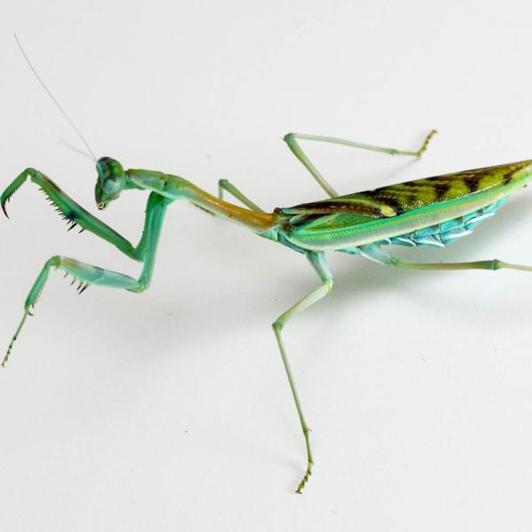 Omomantis zebrata Zebra mantis beautiful! - USMANTIS