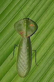 Choerdodis rhomboidea Peruvian shield mantis NEW “Cobra Mantis “