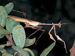 Sibylla dolosa - USMANTIS