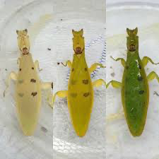 Helvia cardinalis Yellow orchid flower mantis - USMANTIS