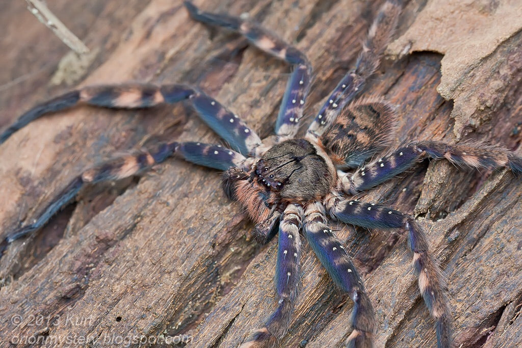 Heteropoda lunula - USMANTIS