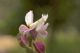 Hymenopus coronatus - Orchid Flower mantis "Kung Fu Mantis"