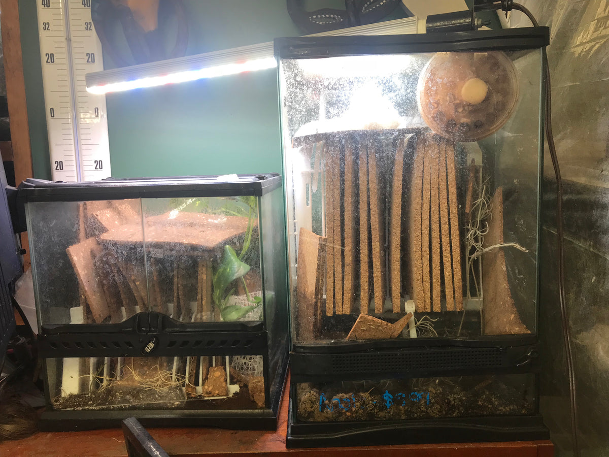 Metallyticus splendidus. Iridescent bark mantis - USMANTIS