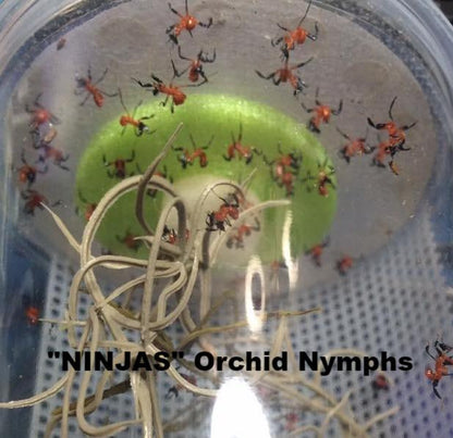 Hymenopus coronatus - Orchid Flower mantis "Kung Fu Mantis" - USMANTIS
