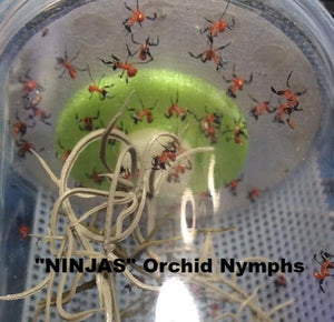 Hymenopus coronatus - Orchid Flower mantis "Kung Fu Mantis", Live Insects - USMantis.com