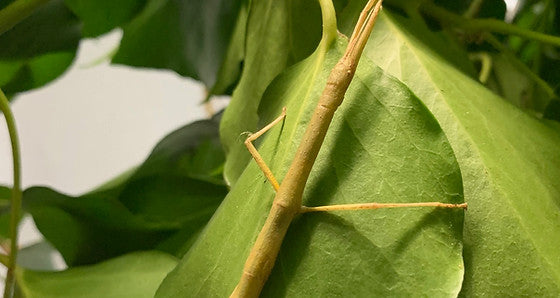Carausius morosus 'Indian' or 'laboratory' stick insects 6-pack sale