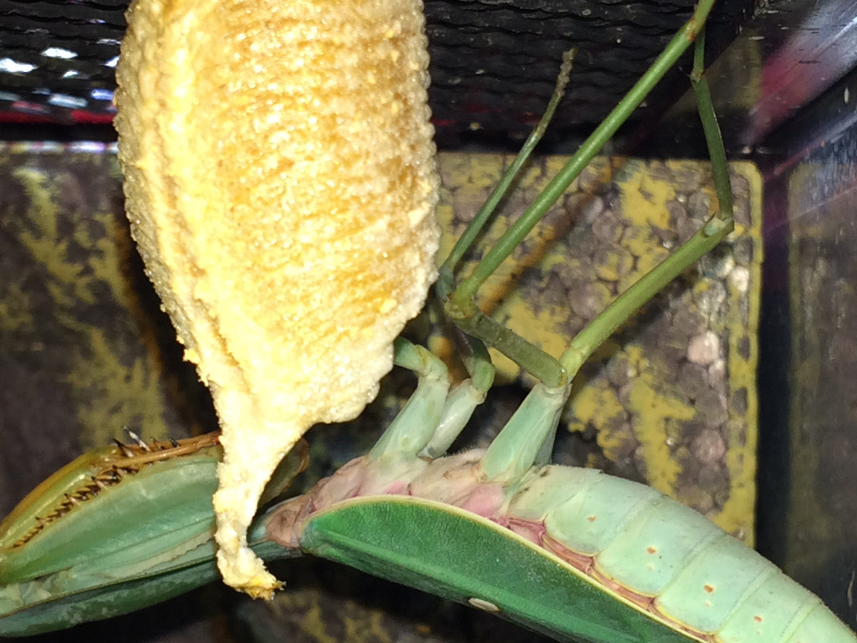 Rhombodera megaera Giant Thai praying mantis - USMANTIS