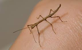 Carausius morosus 'Indian' or 'laboratory' stick insects 6-pack sale - USMANTIS