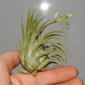 Tillandsia Ionantha air plant