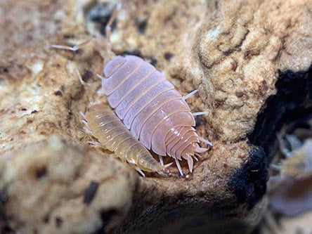 Porcellionides Pruinosus "Powder Orange" Isopods - USMANTIS