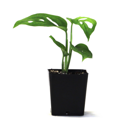 mini monstera adansonii Monstera adansonii, Swiss Cheese Plant – USMANTIS