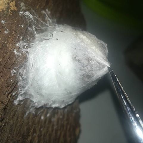 Heteropoda lunula - USMANTIS