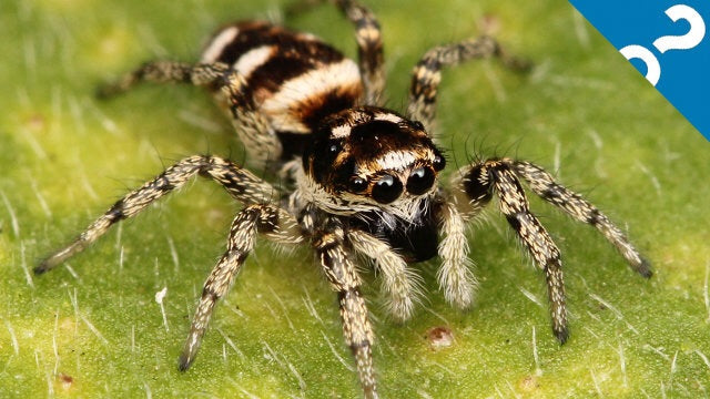 Heteropoda davidbowie huntsman spider - USMANTIS