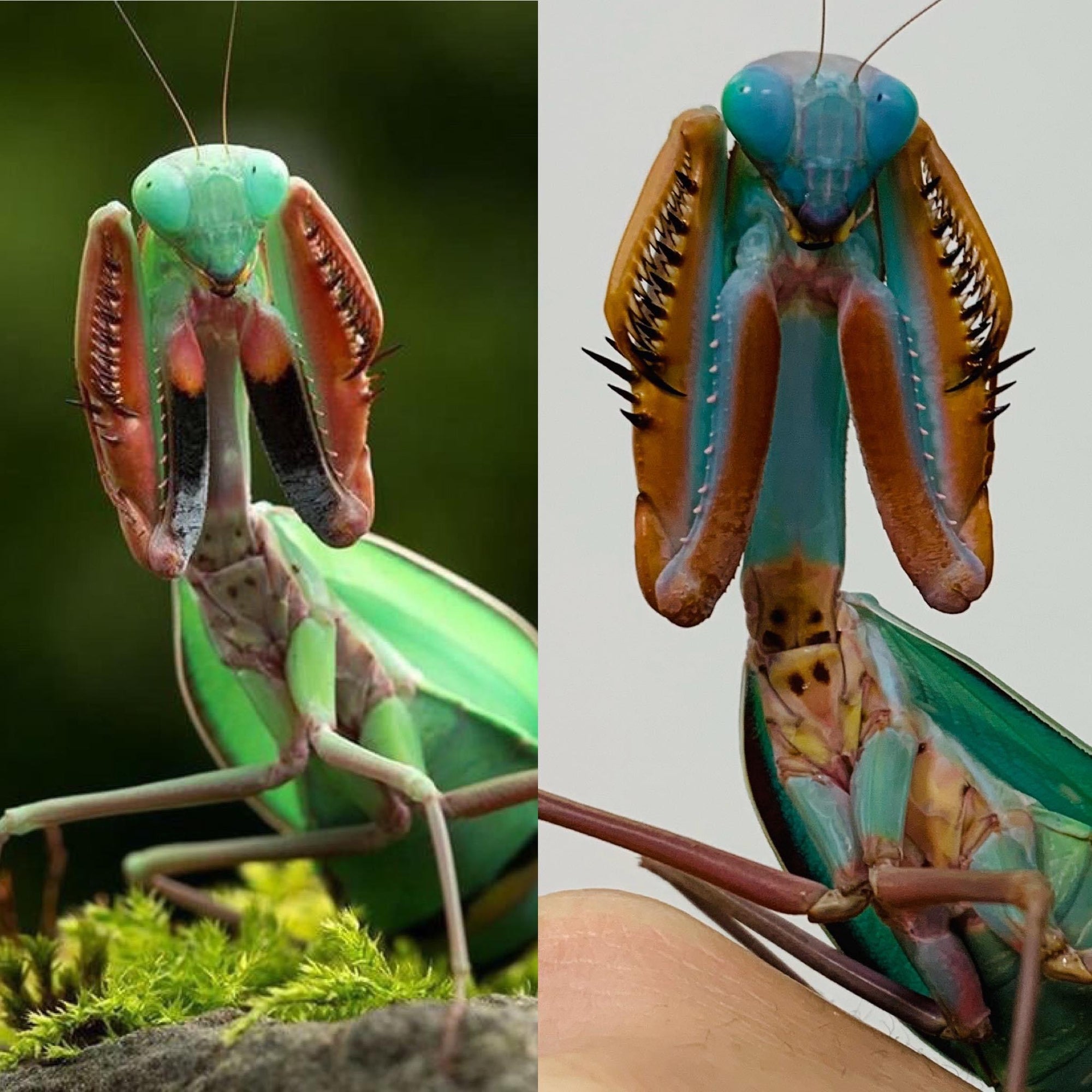 Especie de Hierodula Gigante de Papúa AZUL Impresionante nueva especie de mantis