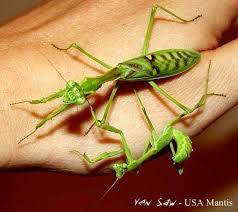 Omomantis zebrata Mantis cebra ¡hermosa!