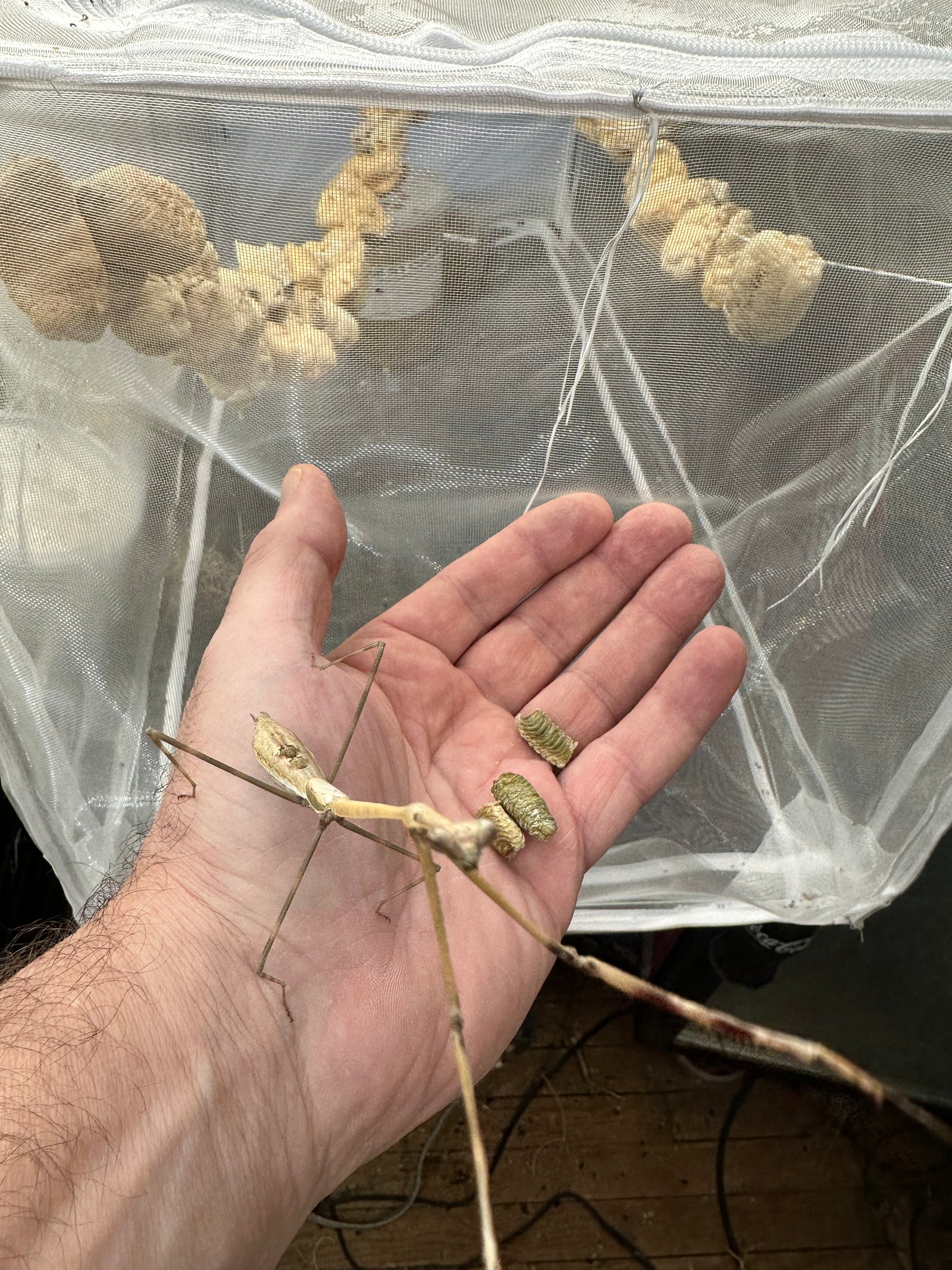 Euchomenella SalesGiraffe Heteroptera mantis on sale(Long Neck mantises) - USMANTIS