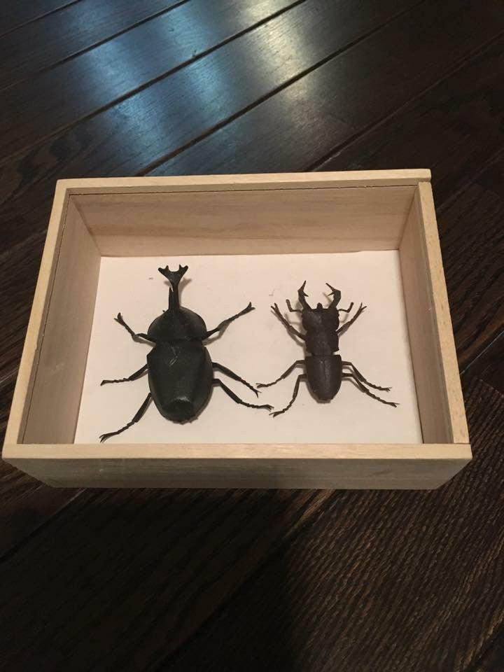 Paper insects - USMANTIS