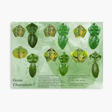 Choerdodis rhomboidea Peruvian shield mantis NEW “Cobra Mantis “ - USMANTIS