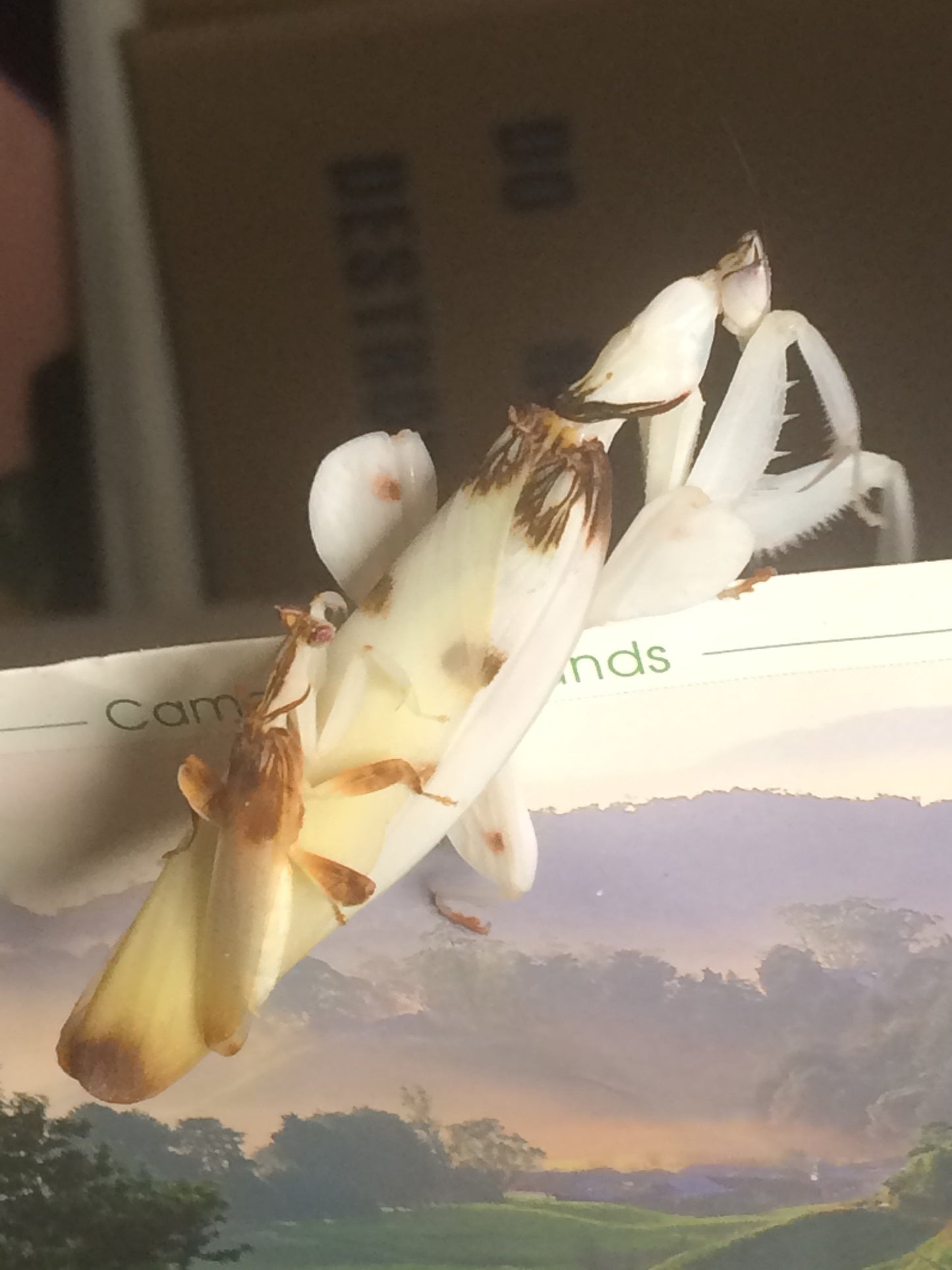 Hymenopus coronatus Orchid mantis lo - USMANTIS