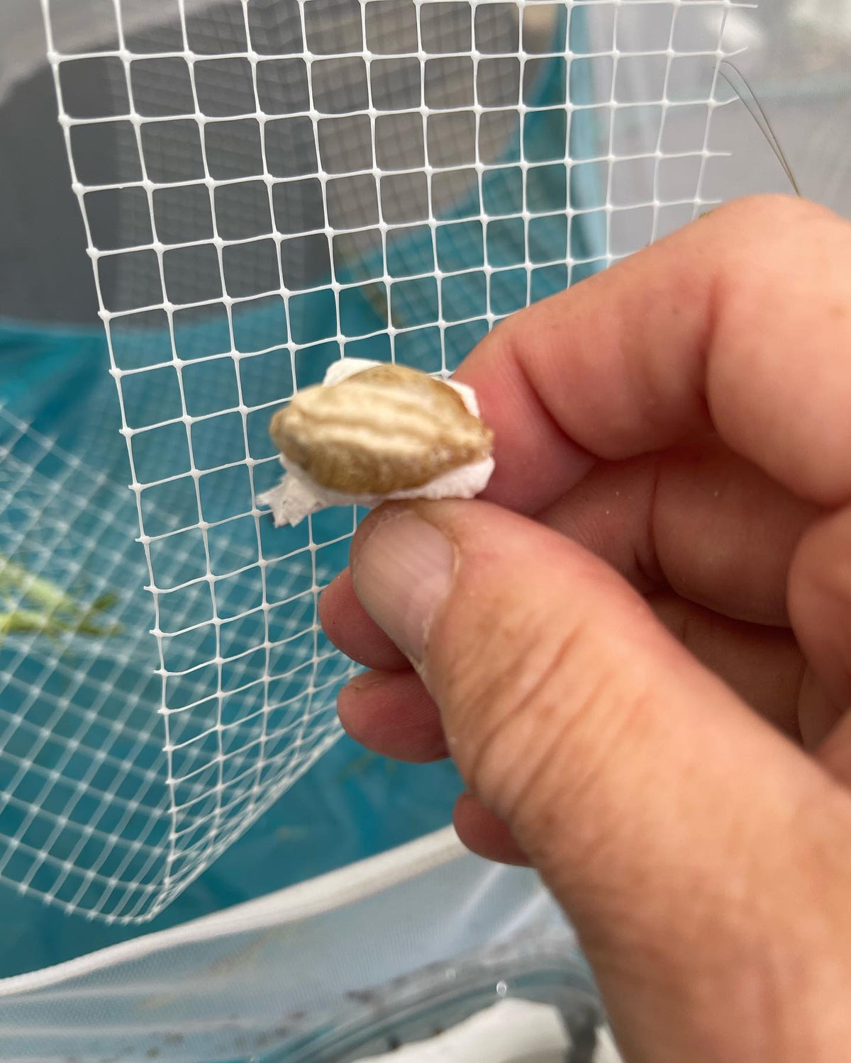 Omomantis zebrata Zebra mantis beautiful! - USMANTIS