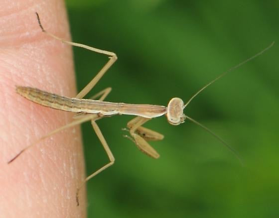 Sphodromantis lineola Giant African Mantis ooths and live - USMANTIS