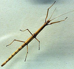 Carausius morosus 'Indian' or 'laboratory' stick insects 6-pack sale - USMANTIS