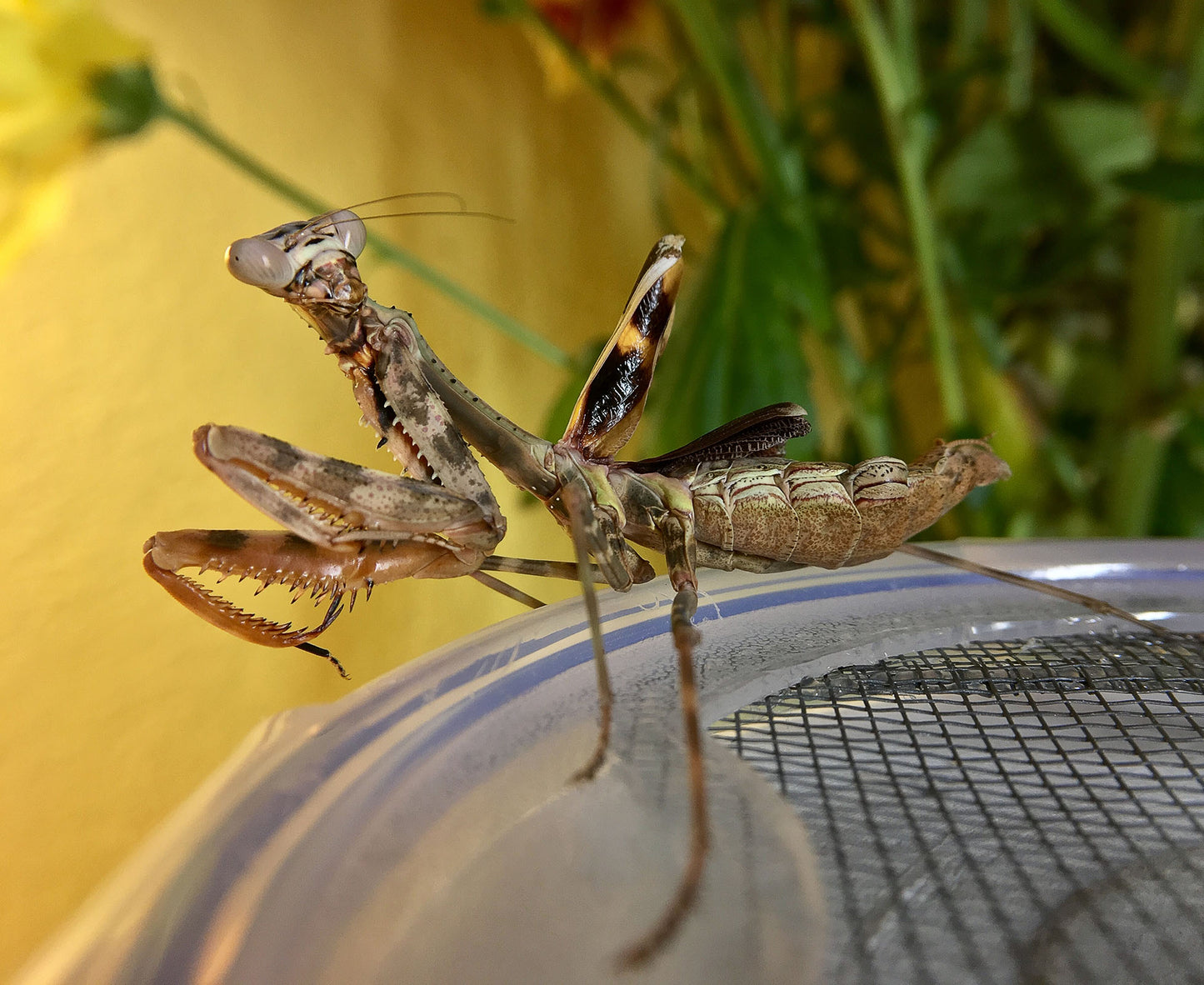 Parasphendale affinis Budwing praying mantis - USMANTIS