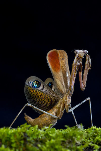 Pseudempusa pinnapavonis Peacock mantis - USMANTIS