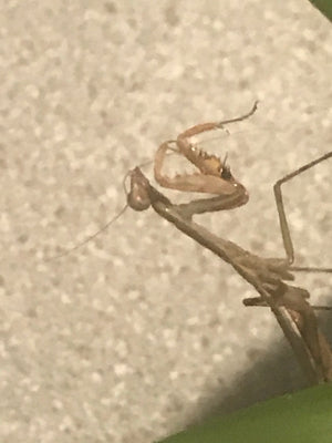 Plistospilota guineensis "Mega Mantis"