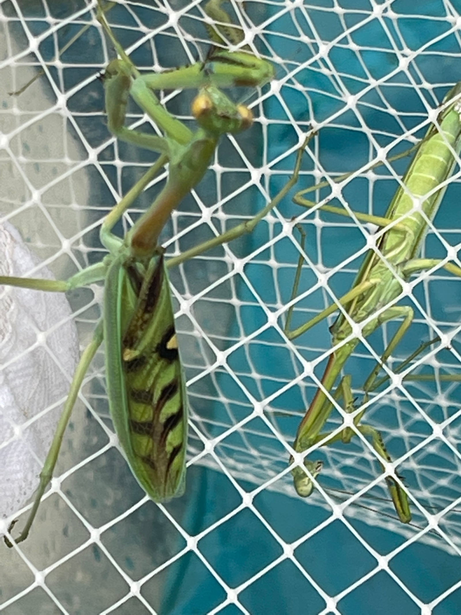 Omomantis zebrata Zebra mantis beautiful! - USMANTIS