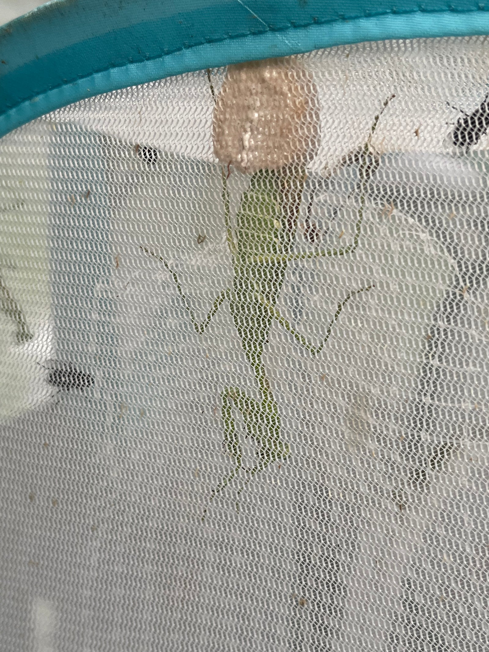 Omomantis zebrata Zebra mantis beautiful! - USMANTIS